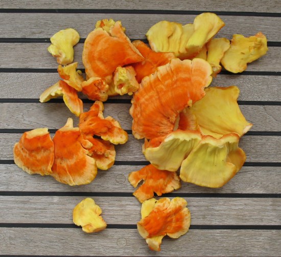 Chicken of the Woods